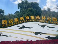 -西双版纳原始森林公园