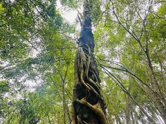 -中国科学院西双版纳热带植物园