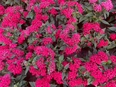 -龙大花卉苗木市场