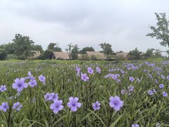 -良渚古城遗址公园