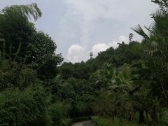 -铁山坪森林公园