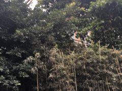 -神仙树公园