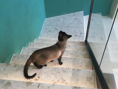 -飞行喵MR PILOT|猫舍·猫咖(静安大融城店)