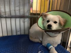 -特一安24小时宠物医院·骨科·中兽医