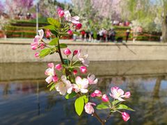 -海棠花溪(元大都城垣遗址公园)
