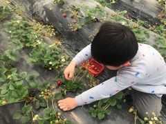 -喜杨洋草莓采摘园