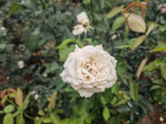 -人民公园(罗湖区)