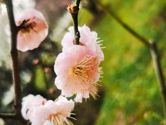 -梅花山(明孝陵内)