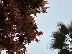 -南山植物园