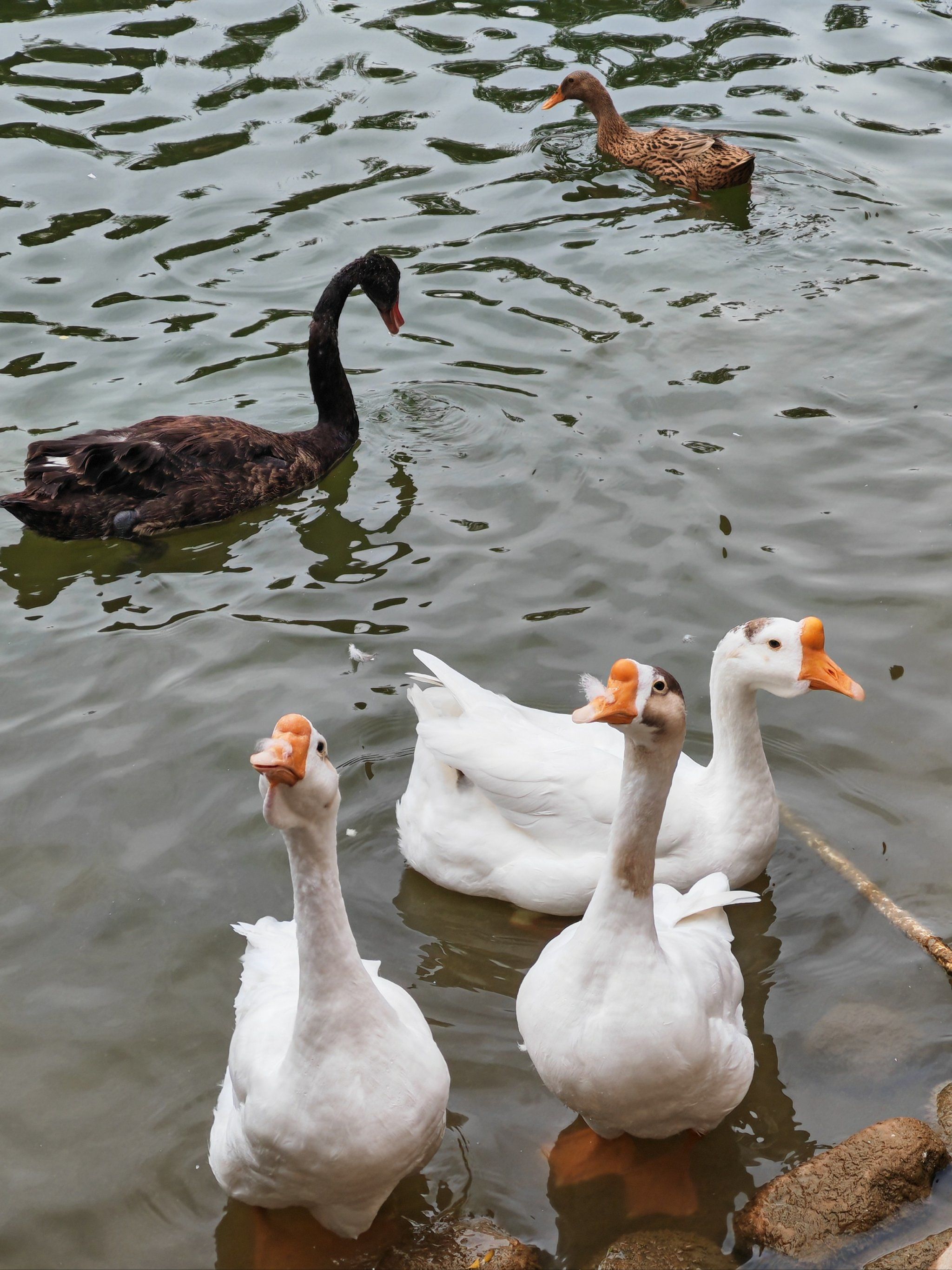 我堂堂黑天鹅怎么能跟铁锅里的大鹅养在一起?