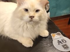 -猫小院猫主题咖啡厅(北锣店)