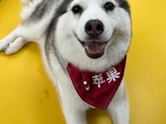 -Husky Go! 哈士奇体验馆·宠物咖啡厅狗咖