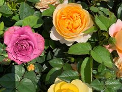 -人民公园(罗湖区)