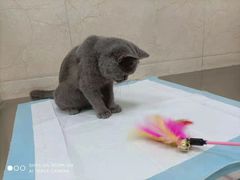 -仁华宠物医院(青羊店)