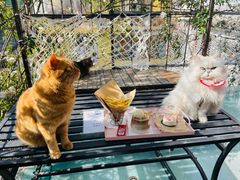 -喵屿·大理花园猫咖