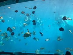 -瑞德姆美人鱼海底演艺主题餐厅(亚龙湾店)