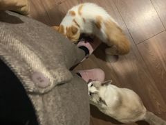 -关爱宠物医院·猫科中心·消化科(滨湖万达分院)