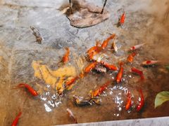 -湊湊火锅·茶憩(恒隆广场店)