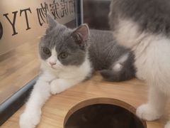 -袖虎·猫馆(体育西路店)