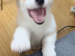 -瑞鹏宠物医院·骨科·猫科·内科(第一中心)