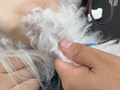 -佩兹宠物医院肿瘤专科·眼科·牙科(黄浦店)