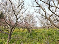 -上海海湾国家森林公园