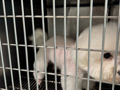 -瑞派申生动物医院·24H夜诊·国际动物医疗中心·骨外科(吴中路店)