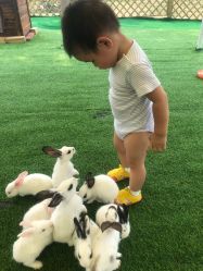 点击看大图 -萌宠亲子动物乐园(槐房万达店)