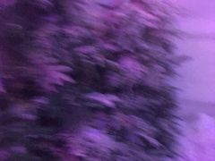 -木兰云雾山