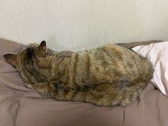 -爱妮康宠物医院·干细胞免疫细胞·肿瘤·心脏(张江店)