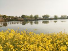 -漕湖湿地公园