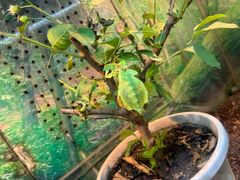 -上海大自然野生昆虫馆(东方明珠·爬宠昆虫探索中心)