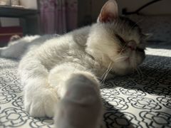 -瑞派福兴宠物医院犬猫全科·骨科·中西医结合(河东店)