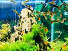 -梦幻海洋王国(吾悦广场张家港店)