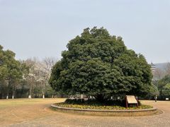 -灵谷景区