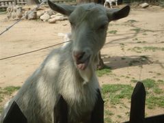 android_upload_pic-西安秦岭野生动物园