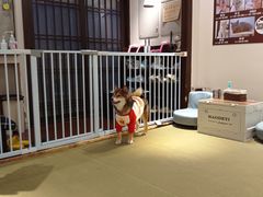 -逗柴咖啡屋·狗咖猫咖宠物桌游