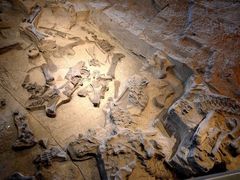 -自贡恐龙博物馆