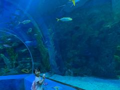 -芜湖新华联大白鲸海洋公园