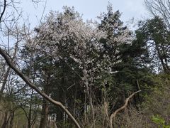 -东白山