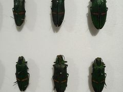 -上海昆虫博物馆