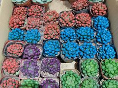 -循礼门鲜花花市(武汉循礼门店)