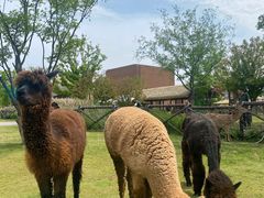 -祥源·阜阳生态乐园