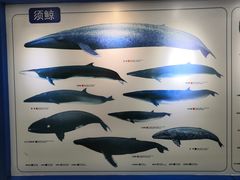 -上海海洋大学鱼文化博物馆(军工路校区)