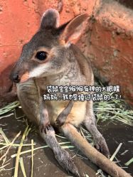 -Zoolung Zoolung动物主题公园(海信广场店)