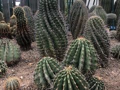 -南山植物园
