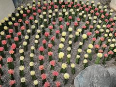 -南山植物园
