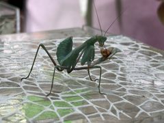 -正佳雨林生态植物园