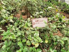 -石家庄市植物园