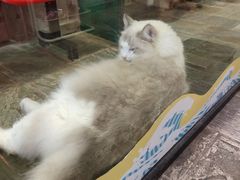 -猫咪博物馆(顶澳仔猫街店)